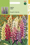 2 stuks - Hortitops - Lupinus Polyphyllus Russell S Hybr. Gemengd
