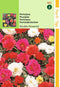 2 stuks - Hortitops - Portulaca Grd.Fl. Dubbelbloemig Gemengd