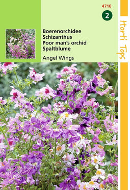 2 stuks - Hortitops - Schizanthus Wisetonensis Angel Wings