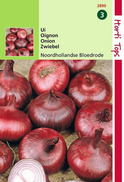 2 stuks Hortitops Uien Noordhollandse Bloedrode