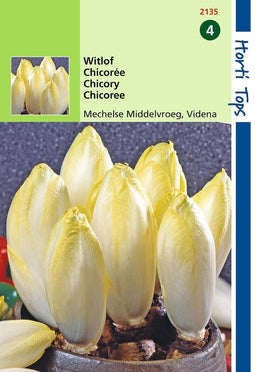 2 stuks Hortitops Witlof Mechelse Middelvroeg Videna