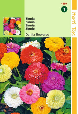 2 stuks HT Zinnia Dahliabloemig