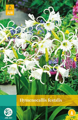 2 stuks Hymenocallis Festalis 1 bol