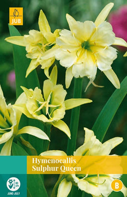 2 stuks Hymenocallis Sulphur Queen 1 bol