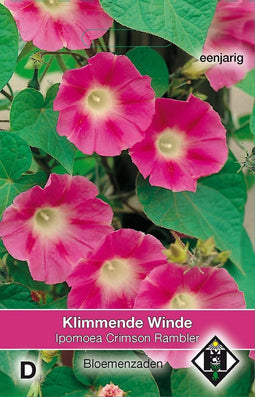 2 stuks Ipomoea purpurea Crimson RamblerVan Hemert & Co