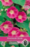 2 stuks Ipomoea purpurea Crimson RamblerVan Hemert & Co