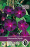 2 stuks Ipomoea purpurea Kniola s Black