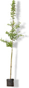 2 stuks! Japanse notenboom Ginkgo biloba h 250 cm st. omtrek 8 cm boom