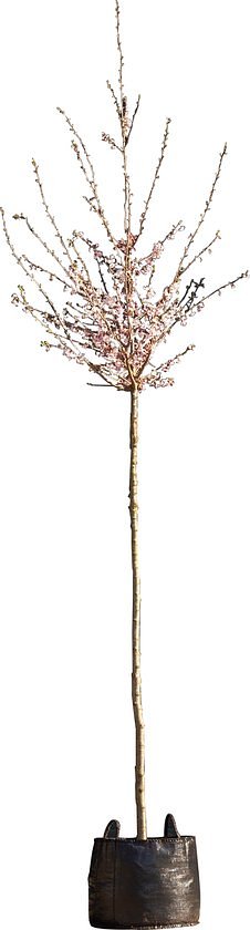 2 stuks! Japanse sierkers Autumnalis Rosea Prunus subh. Autumnalis...