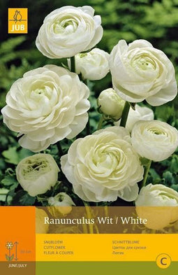 2 stuks - JUB - 10 Ranunculus Wit Vj