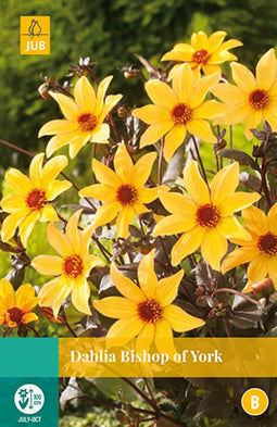 2 stuks - Jub - Dahlia Bishop Of York 1 bol