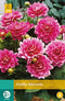 2 stuks - Jub - Dahlia Bluesette 1 bol