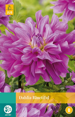 2 stuks - Jub - Dahlia Bluetiful 1 bol