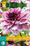 2 stuks - Jub - Dahlia Creme De Cassis 1 bol