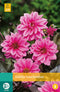 2 stuks - Jub - Dahlia Fascination 1 bol