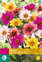 2 stuks - Jub - Dahlia Happy Single Mix 2 bollen