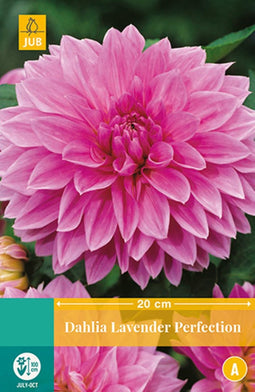 2 stuks - Jub - Dahlia Lavender Perfection 1 bol