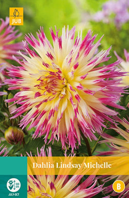 2 stuks - Jub - Dahlia Lindsay Michelle 1 bol