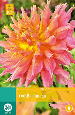 2 stuks - Jub - Dahlia Omega 1 bol