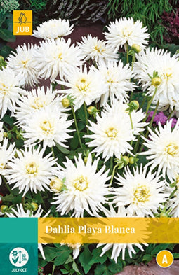 2 stuks - Jub - Dahlia Playa Blanca 1 bol