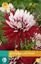 2 stuks - Jub - Dahlia Rebecca S World 1 bol