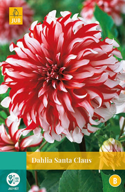 2 stuks - Jub - Dahlia Santa Claus 1 bol