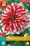 2 stuks - Jub - Dahlia Santa Claus 1 bol