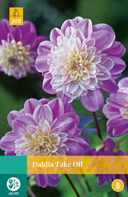 2 stuks - Jub - Dahlia Take Off 1 bol