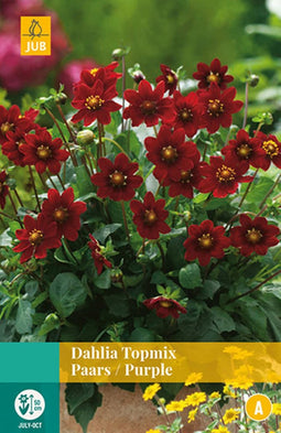 2 stuks - Jub - Dahlia Topmix Paars 1 bol
