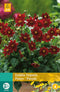 2 stuks - Jub - Dahlia Topmix Paars 1 bol