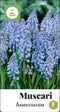 2 stuks - JUB - Muscari armeniacum 80 bollen