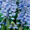 2 stuks - JUB - Muscari armeniacum 80 bollen