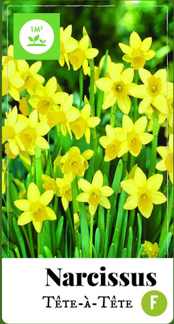 2 stuks - JUB - Narcissus Tete-a-Tete 50 bollen