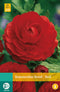 2 stuks - JUB - Ranunculus Rood 7 bollen