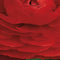 2 stuks - JUB - Ranunculus Rood 7 bollen