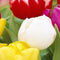 2 stuks - JUB - Tulipa Triumph mix 40 bollen