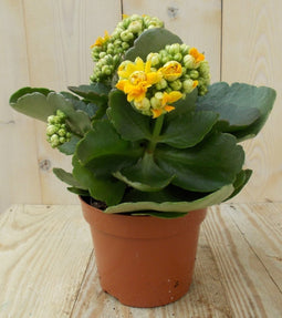 2 stuks! Kalanchoe Oranje