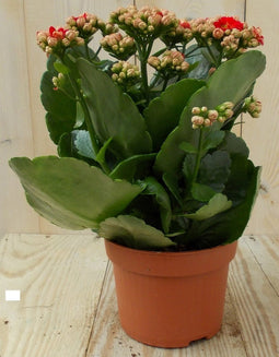 2 stuks! Kalanchoe rood