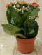 2 stuks! Kalanchoe rood