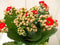 2 stuks! Kalanchoe rood