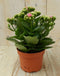 2 stuks! Kalanchoe roze