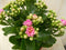 2 stuks! Kalanchoe roze