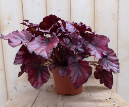 2 stuks! Kamerplant Bladbegonia donkerroze