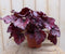 2 stuks! Kamerplant Bladbegonia donkerroze