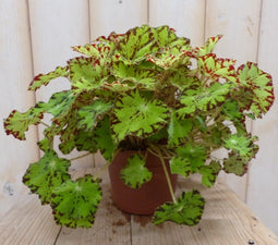 2 stuks! Kamerplant Bladbegonia lichtgroen