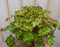2 stuks! Kamerplant Bladbegonia lichtgroen