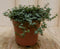 2 stuks! Kamerplant Chique Pilea Glauca