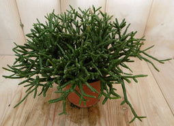 2 stuks! Kamerplant Coral Nature Rhipsalis Burchellii