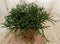 2 stuks! Kamerplant Coral Nature Rhipsalis Burchellii