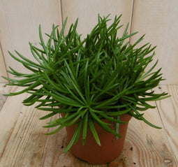 2 stuks! Kamerplant Himalaya Highlands Senecio Archeri Himalaya